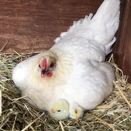 Ferienwohnung-rickert-nr-2 * Hinrichsdorf