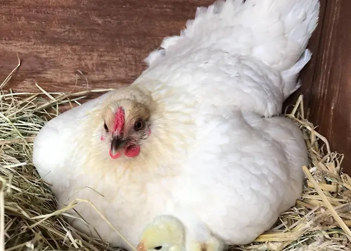 Rickert Nr.2 * Hinrichsdorf